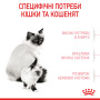 Royal Canin Babycat – сухий корм для кошенят віком від 1 до 4 місяців та для лактуючих кішок, 2 кг