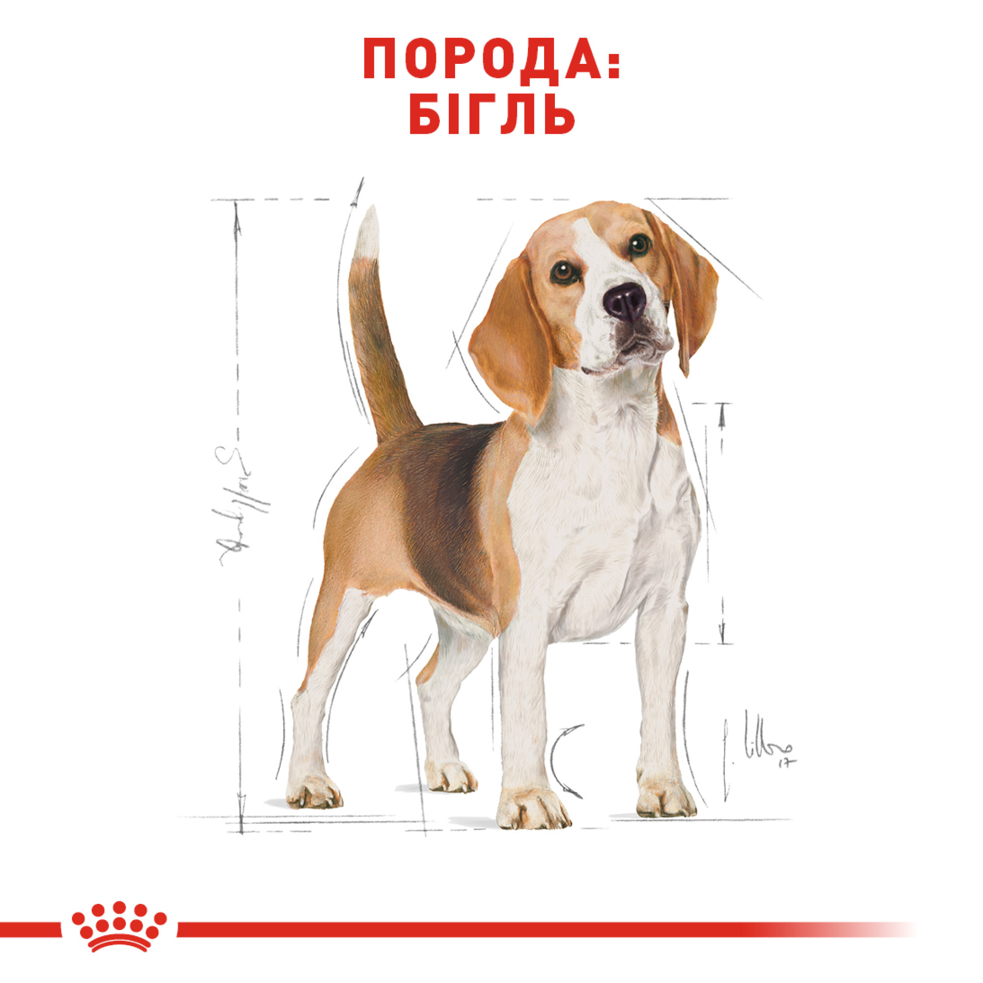 Royal Canin Beagle Adult – сухой корм для взрослых собак породы бигль, 3 кг