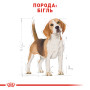 Royal Canin Beagle Adult – сухой корм для взрослых собак породы бигль, 3 кг