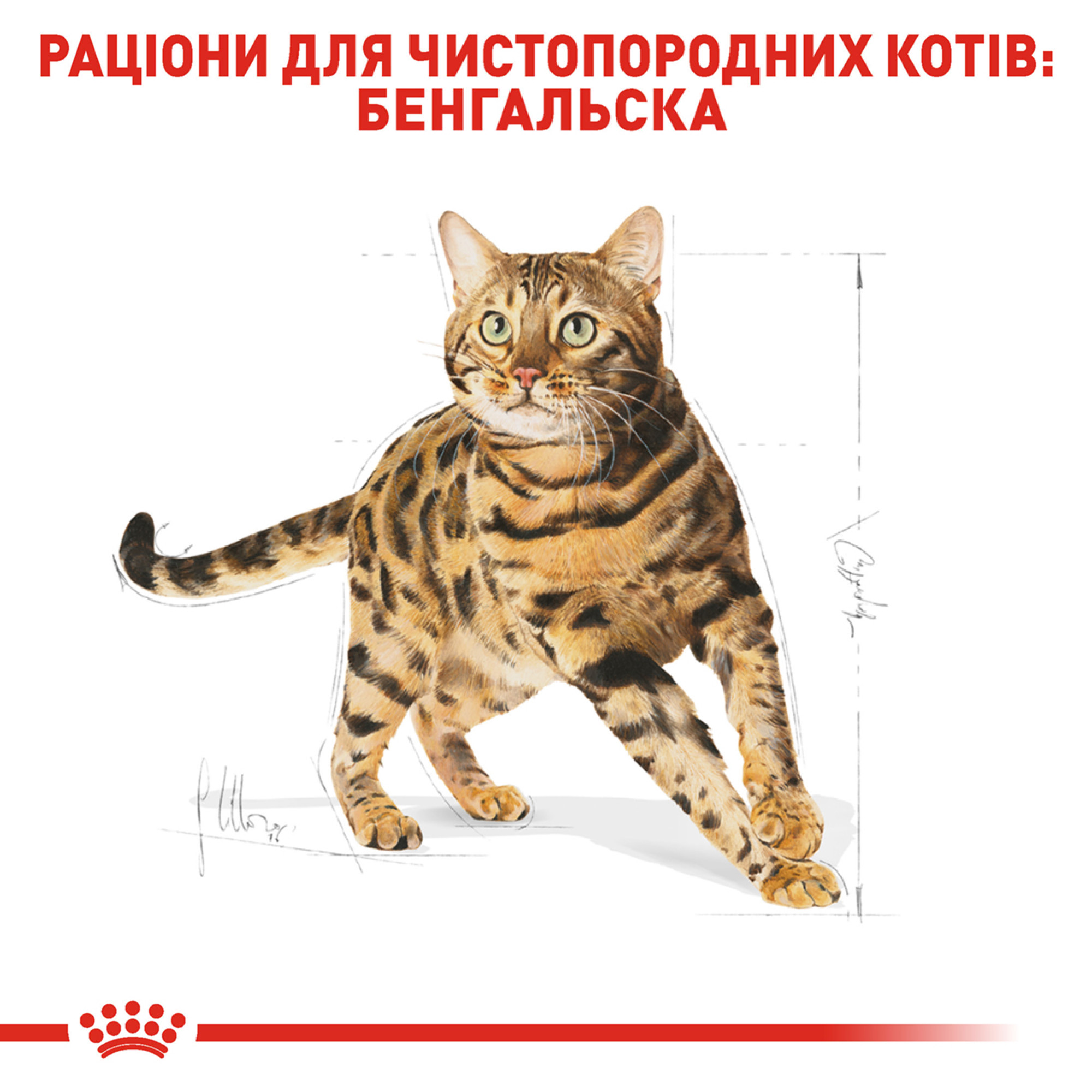 Royal Canin Bengal Adult – сухой корм для взрослых кошек породы бенгальская, 2 кг