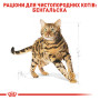 Royal Canin Bengal Adult – сухой корм для взрослых кошек породы бенгальская, 2 кг
