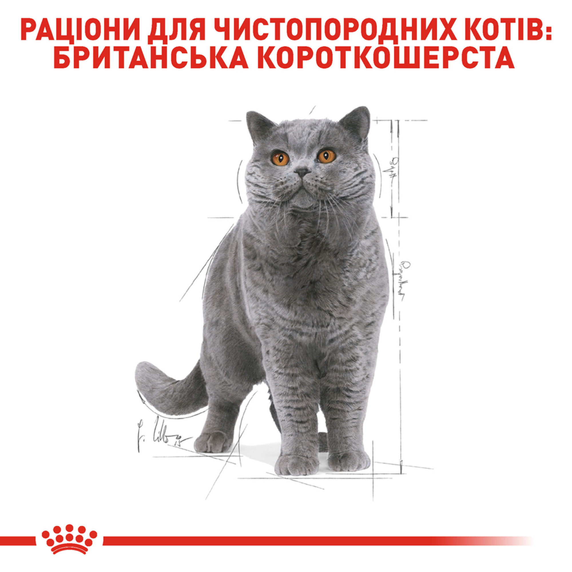 Royal Canin British Shorthair Adult Gravy – влажный корм в соусе для взрослых кошек британской короткошёрстной породы, 85 г
