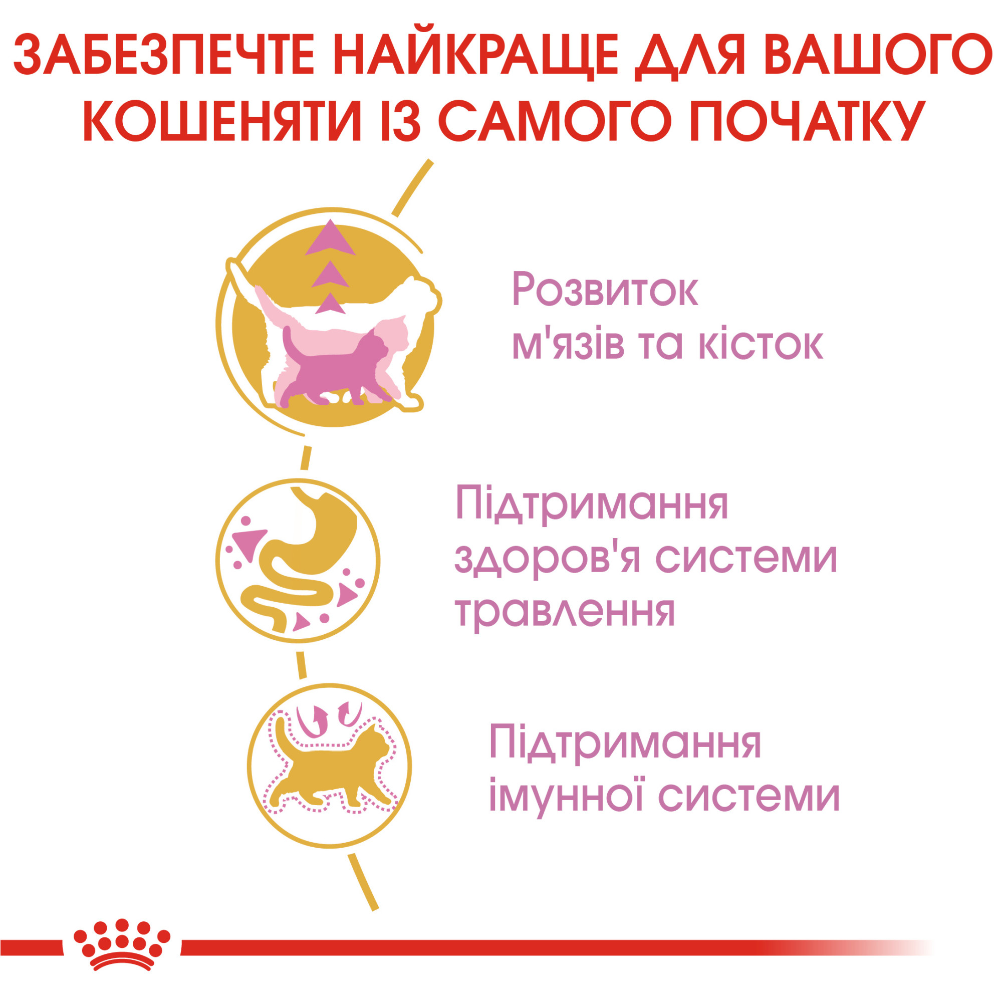 Royal Canin British Shorthair Kitten – сухий корм для кошенят породи британська короткошерста віком до 12 місяців, 10 кг