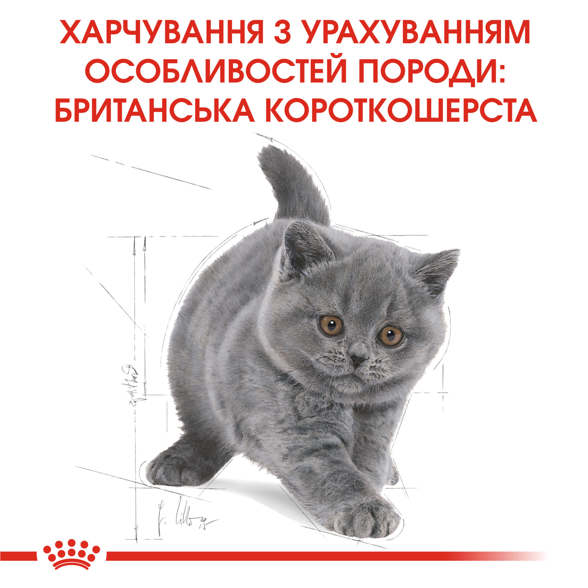 Royal Canin British Shorthair Kitten – сухий корм для кошенят породи британська короткошерста віком до 12 місяців, 10 кг
