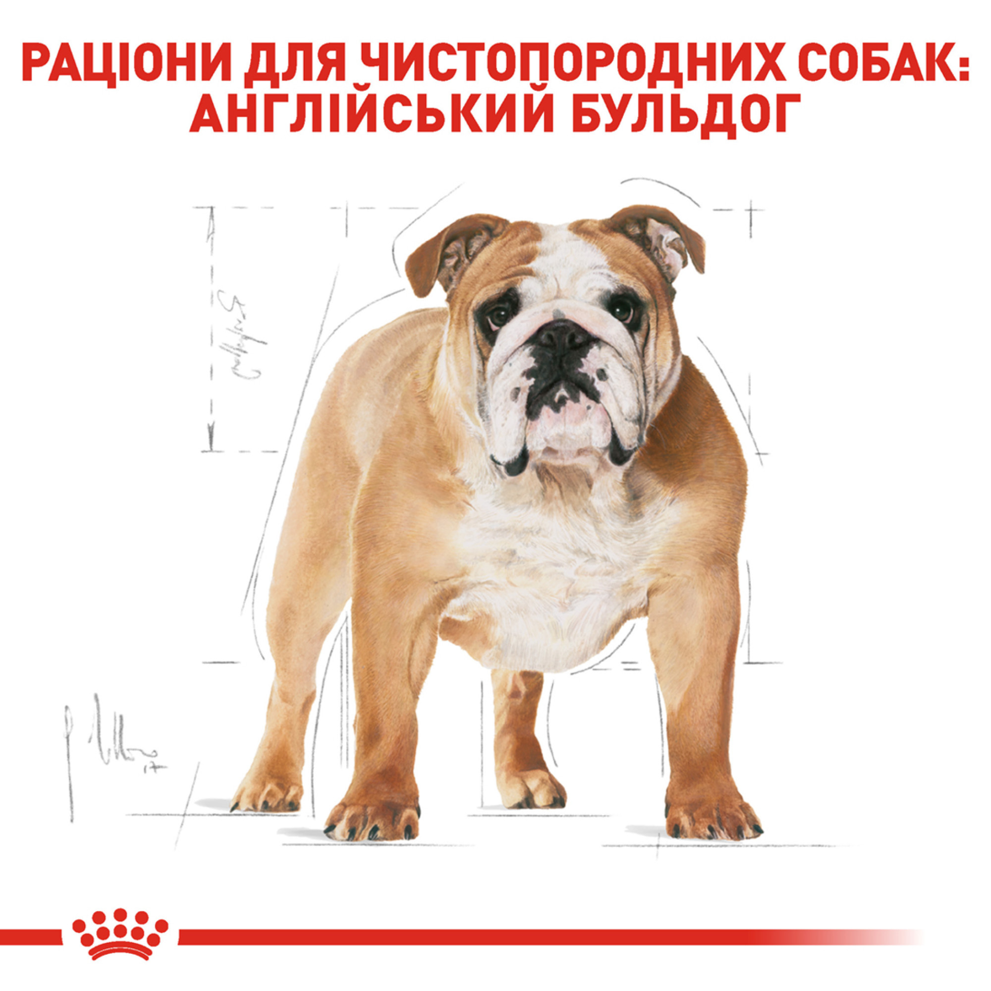 Royal Canin Bulldog Adult – сухий корм для дорослих собак породи бульдог, 12 кг