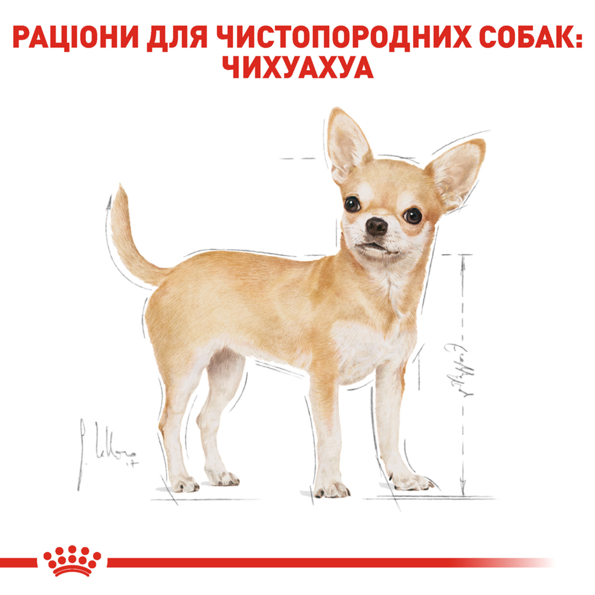 Royal Canin Chihuahua Adult Pâté – влажный корм (паштет) для взрослых собак породы чихуахуа (с 8 месяцев) 85 г