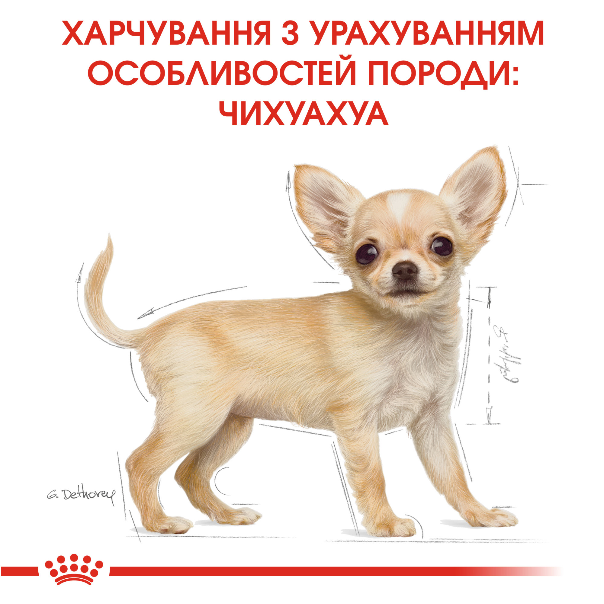 Royal Canin Chihuahua Puppy – сухий корм для цуценят породи чихуахуа, 1.5 кг