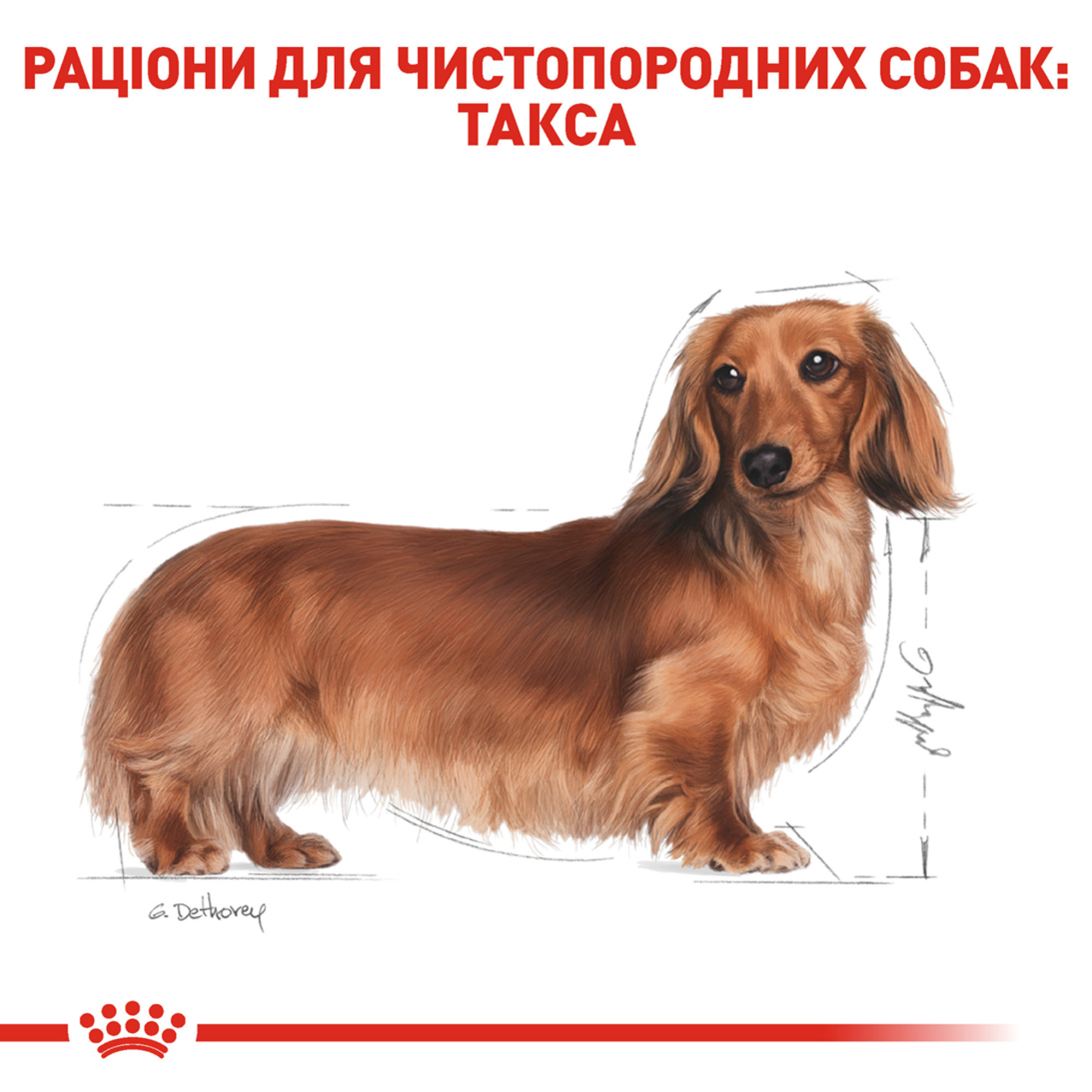 Royal Canin Dachshund Adult – сухой корм для взрослых собак породы такса, 1.5 кг