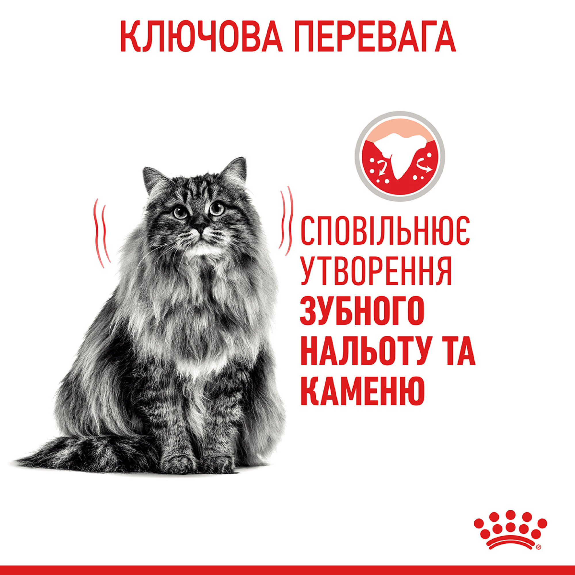 Royal Canin Dental Care Feline – сухий корм для дорослих котів для підтримки здоров’я зубів, 1.5 кг