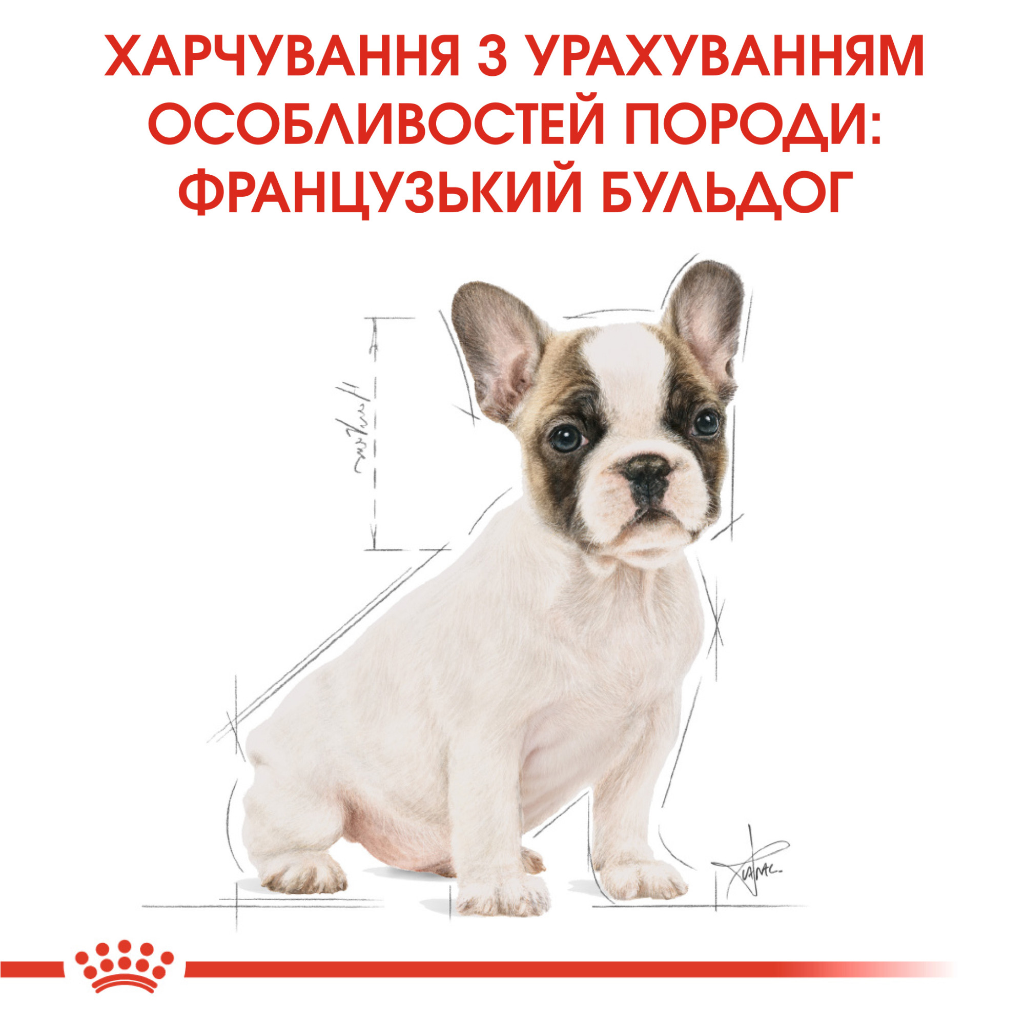 Royal Canin French Bulldog Puppy – сухой корм для щенков породы французский бульдог, 1 кг