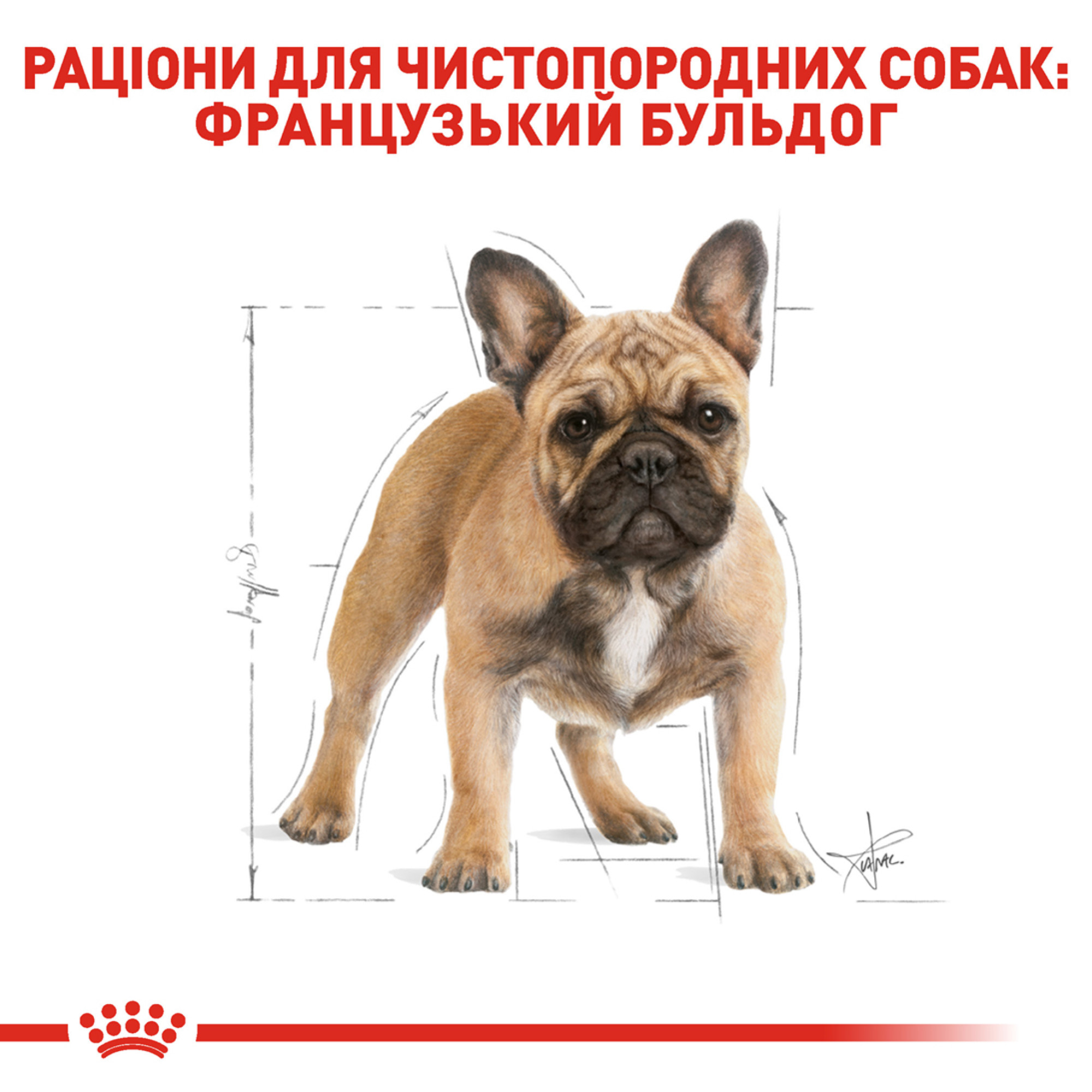 Royal Canin French Bulldog Adult – сухий корм для дорослих собак породи французький бульдог, 3 кг