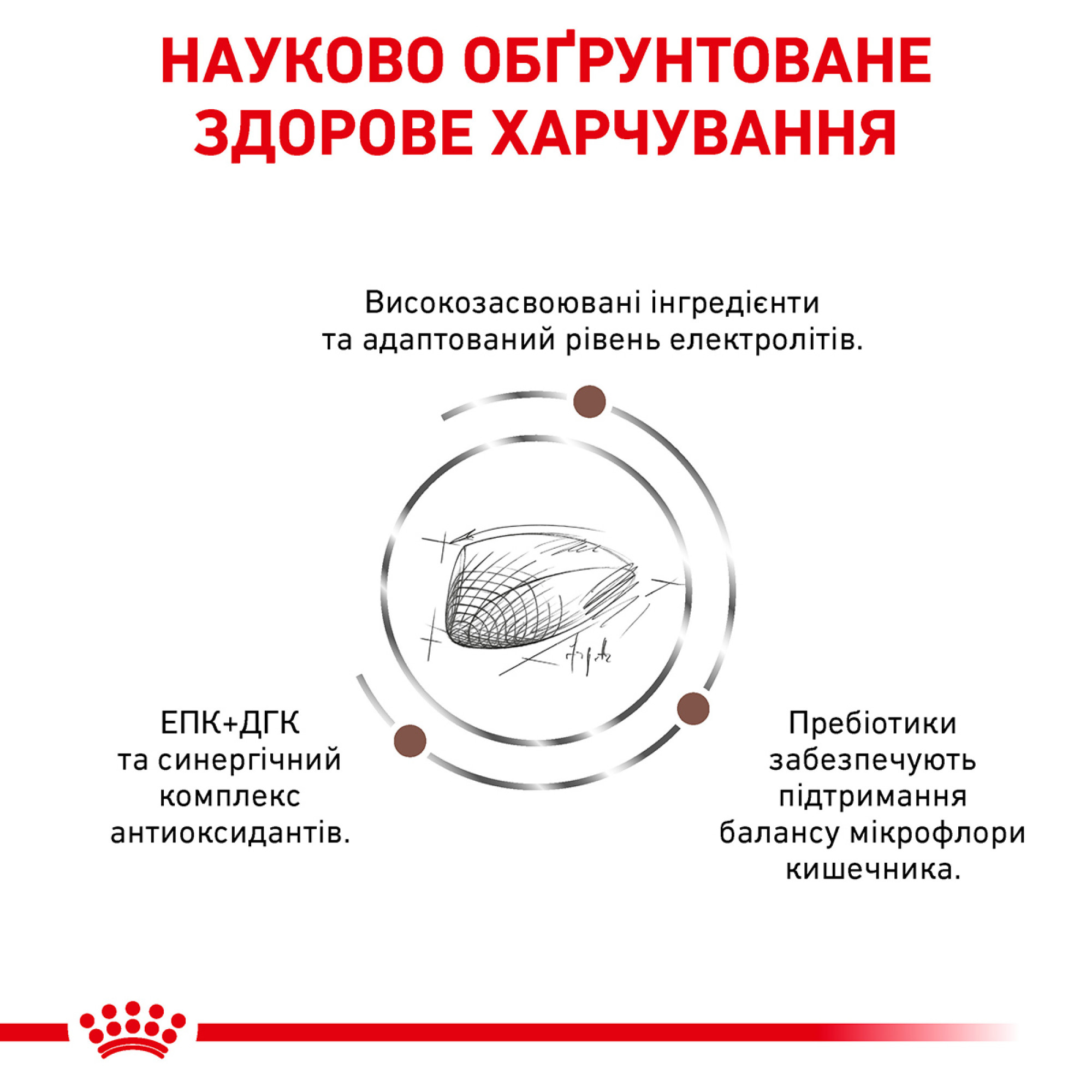 Royal Canin Gastrointestinal Feline – сухий дієтичний корм для котів із порушенням травлення, 2 кг