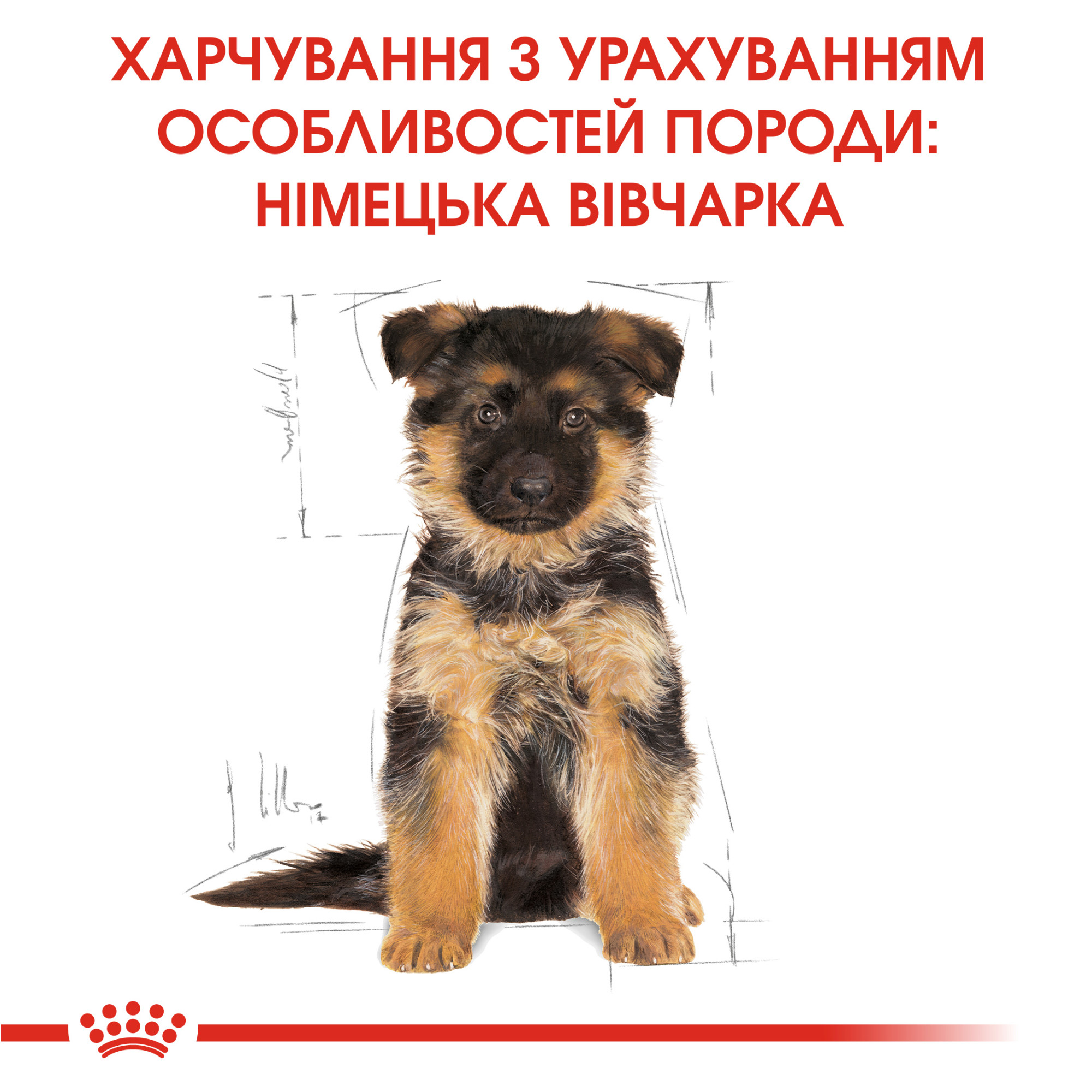 Royal Canin German Shepherd Puppy – сухий корм для цуценят породи німецька вівчарка, 12 кг