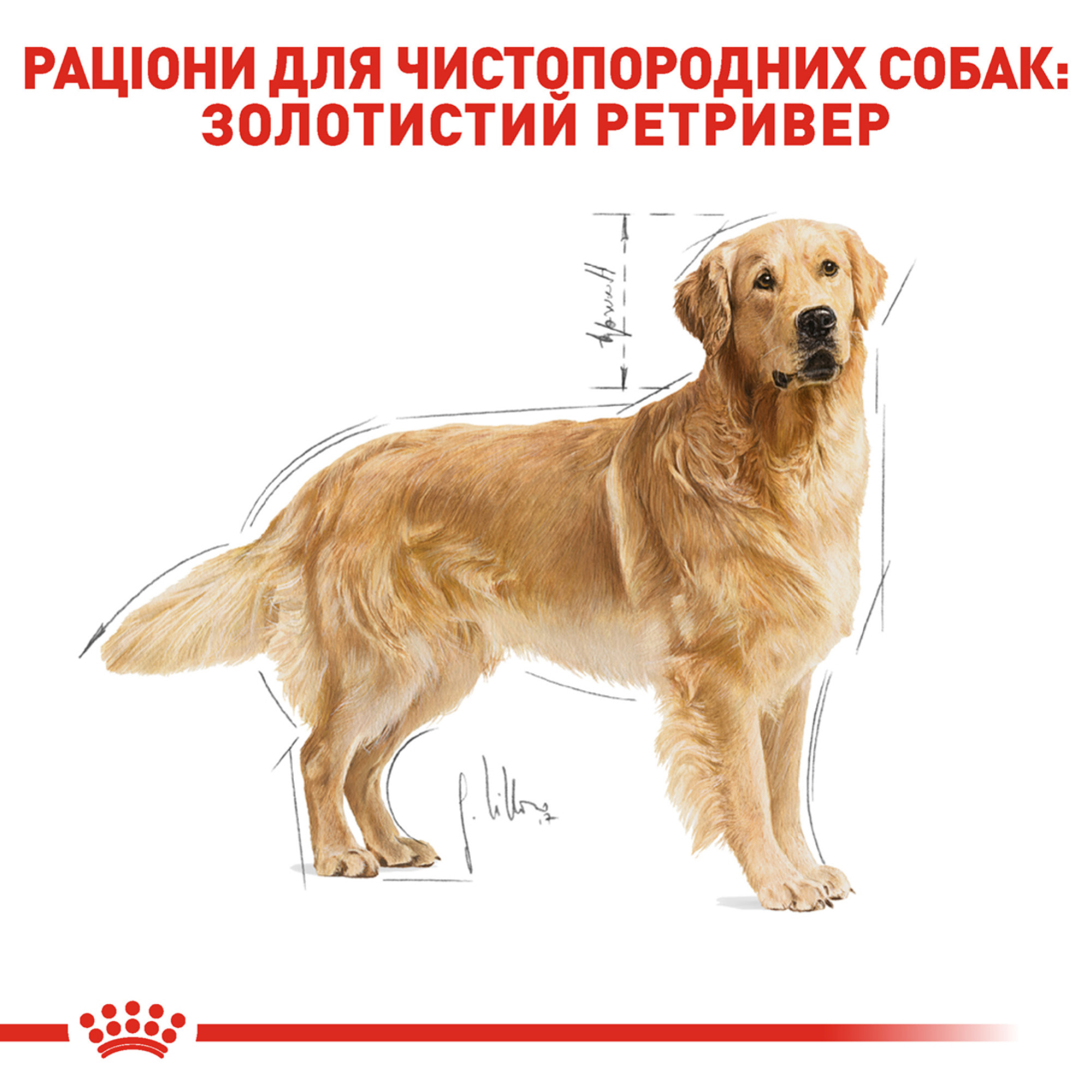 Royal Canin Golden Retriever Adult – сухой корм для взрослых собак породы золотистый ретривер, 12 кг
