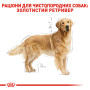 Royal Canin Golden Retriever Adult – сухой корм для взрослых собак породы золотистый ретривер, 12 кг