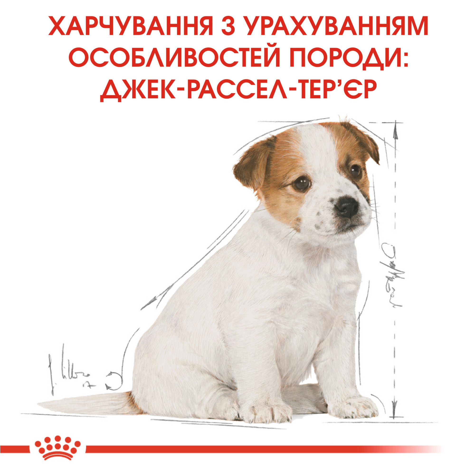 Royal Canin Jack Russell Terrier Puppy – сухий корм для цуценят породи джек-рассел-тер'єр, 1.5 кг