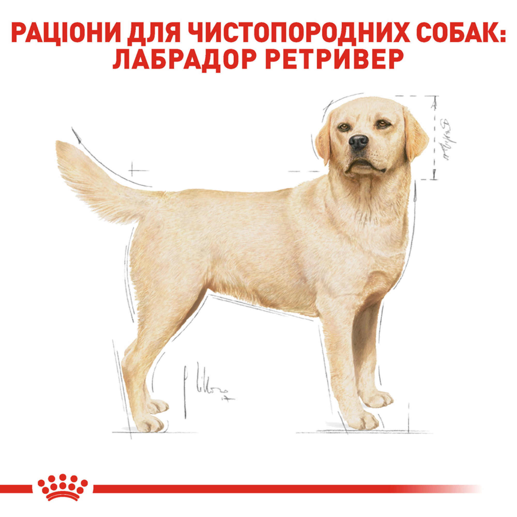 Royal Canin Labrador Retriever Adult – сухой корм для взрослых лабрадор-ретриверов, 12 кг