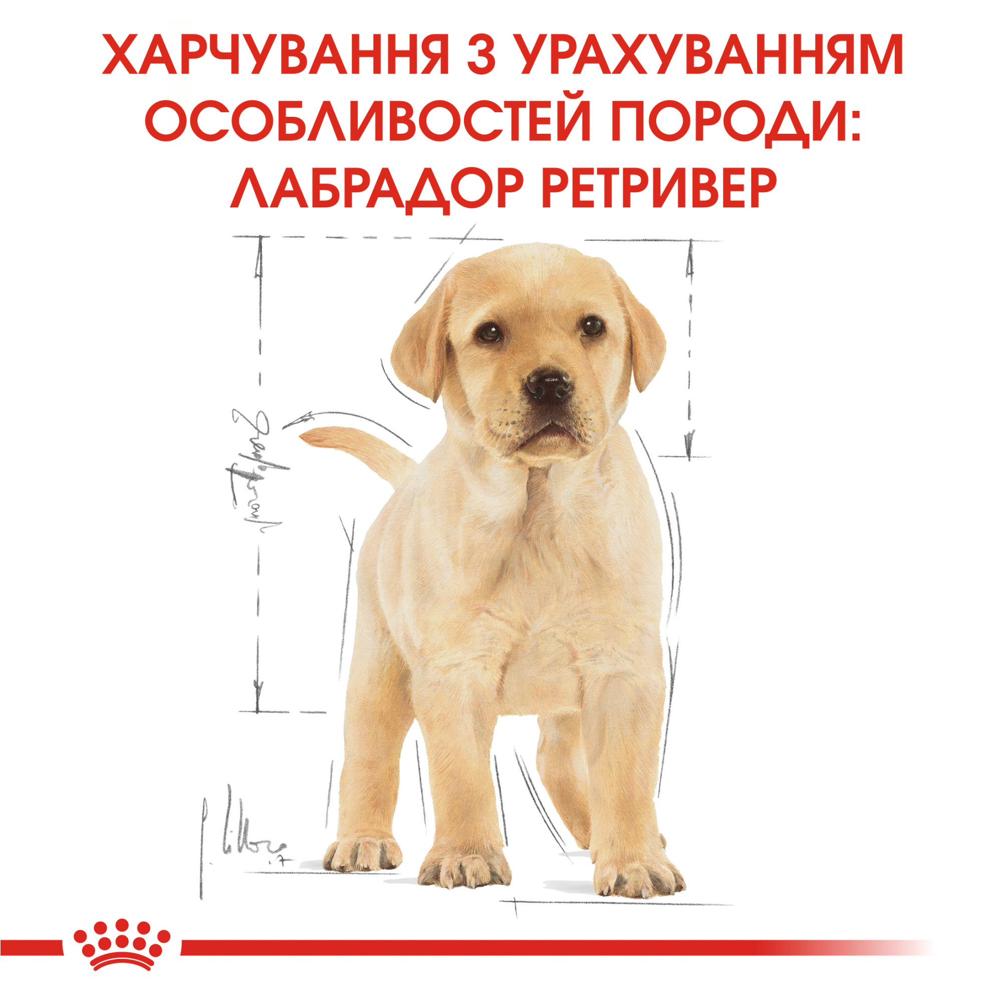 Royal Canin Labrador Retriever Puppy – сухий корм для цуценят лабрадор-ретриверів, 12 кг
