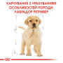 Royal Canin Labrador Retriever Puppy – сухий корм для цуценят лабрадор-ретриверів, 12 кг