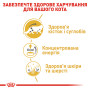 Royal Canin Maine Coon Adult Gravy – вологий корм у соусі для дорослих котів породи мейн-кун, 85 г