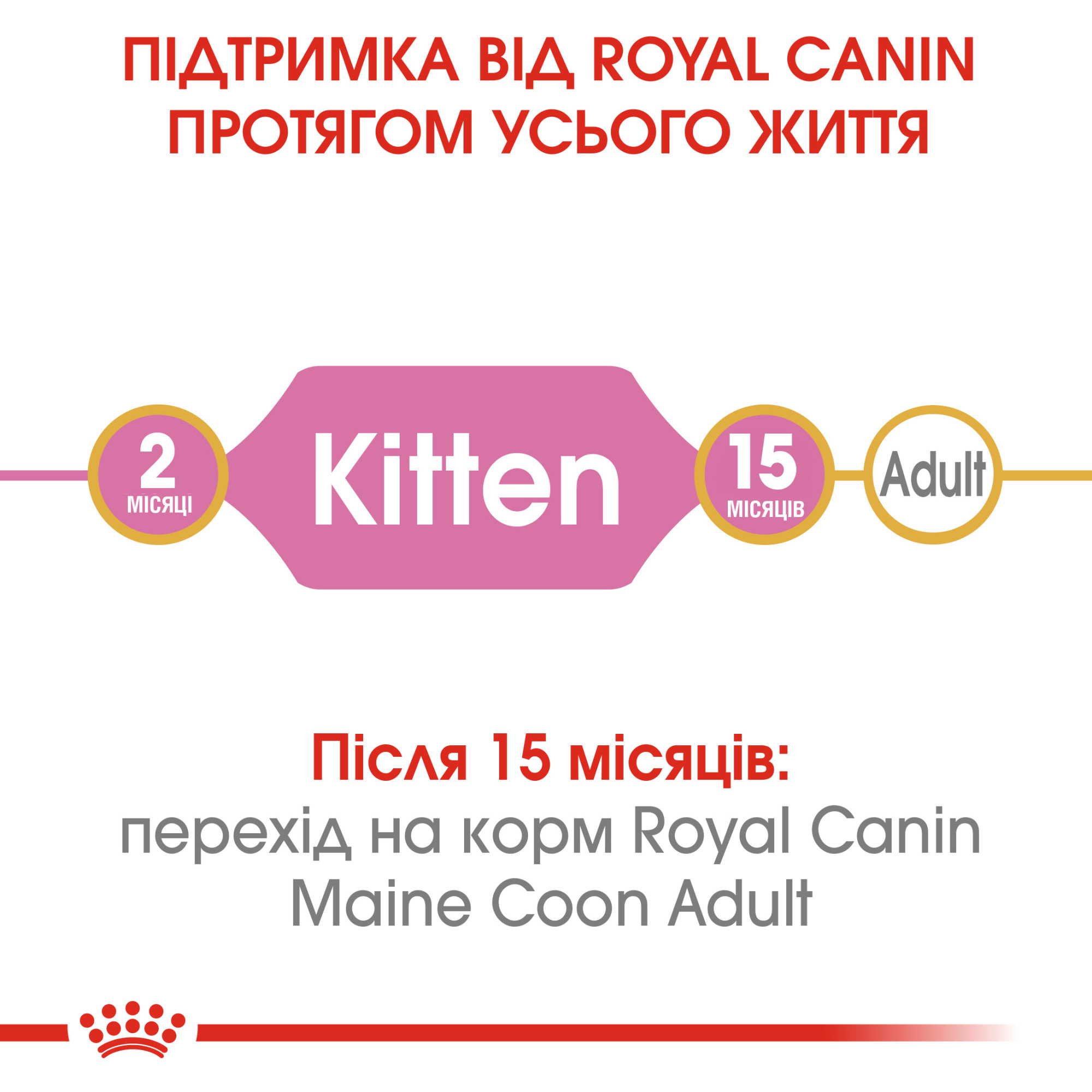 Royal Canin Maine Coon Kitten – сухий корм для кошенят породи мейн-кун віком до 15 місяців, 2 кг