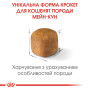 Royal Canin Maine Coon Kitten – сухий корм для кошенят породи мейн-кун віком до 15 місяців, 2 кг