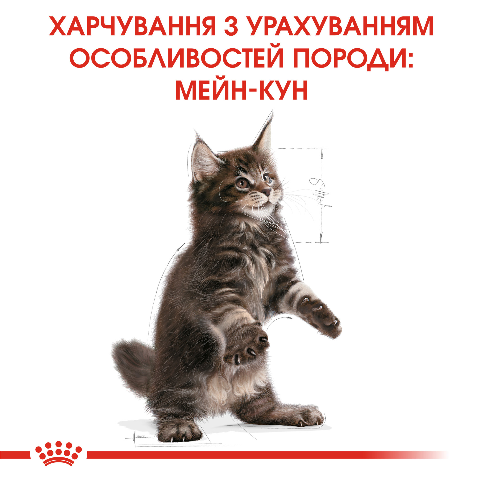Royal Canin Maine Coon Kitten – сухий корм для кошенят породи мейн-кун віком до 15 місяців, 2 кг