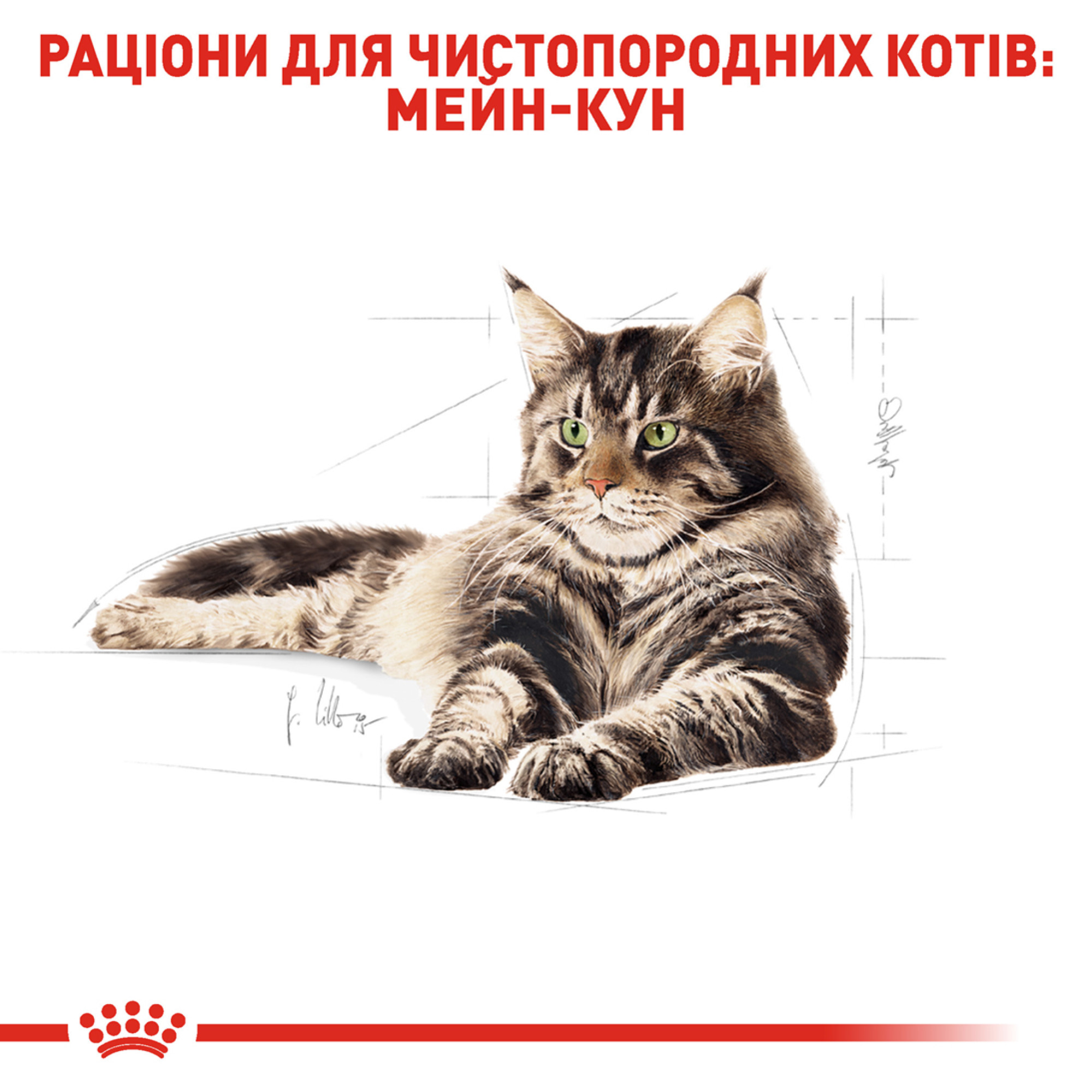Royal Canin Maine Coon Adult – сухий корм для дорослих котів породи мейн-кун, 4 кг
