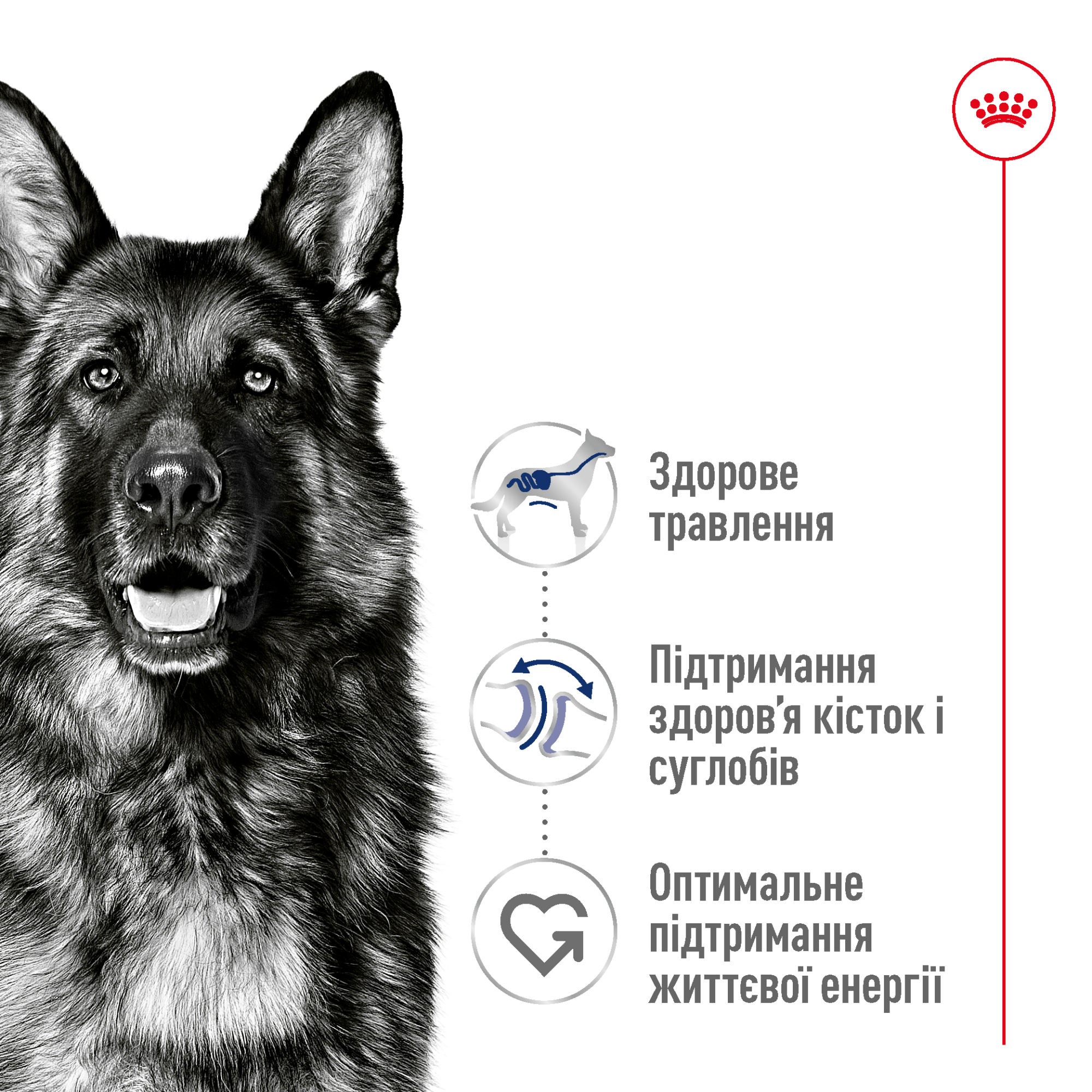 Royal Canin Maxi Ageing 8+ для дорослих собак великих порід від 8 років, 15 кг