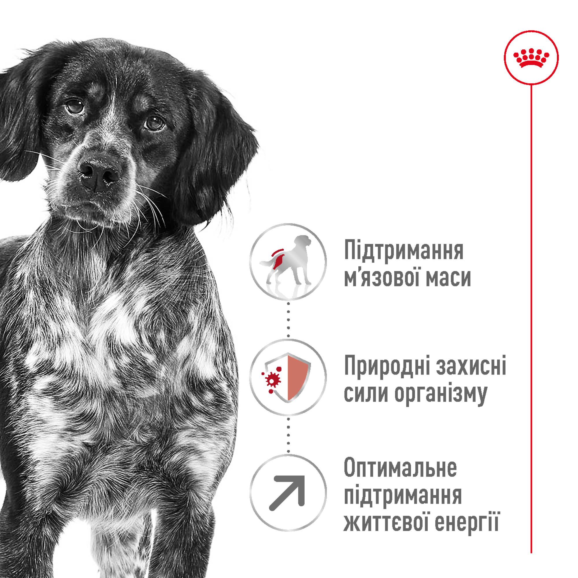Royal Canin Medium Adult 7+ – сухий корм для дорослих собак середніх порід віком від 7 років, 15 кг