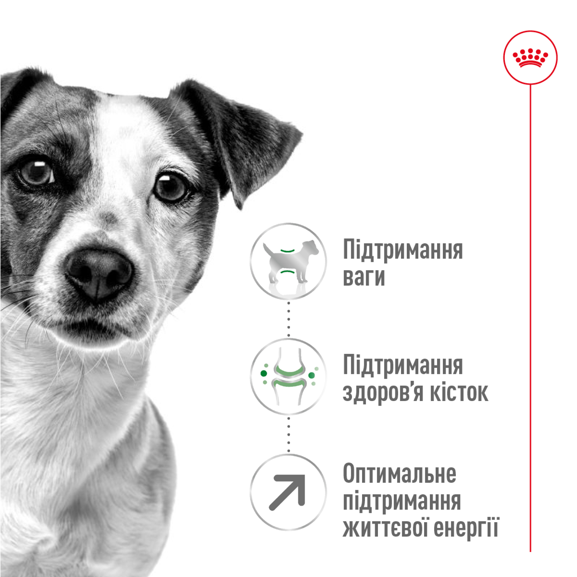 Royal Canin Mini Adult 8+ – сухой корм для взрослых собак малых пород в возрасте от 8 лет, 800 г