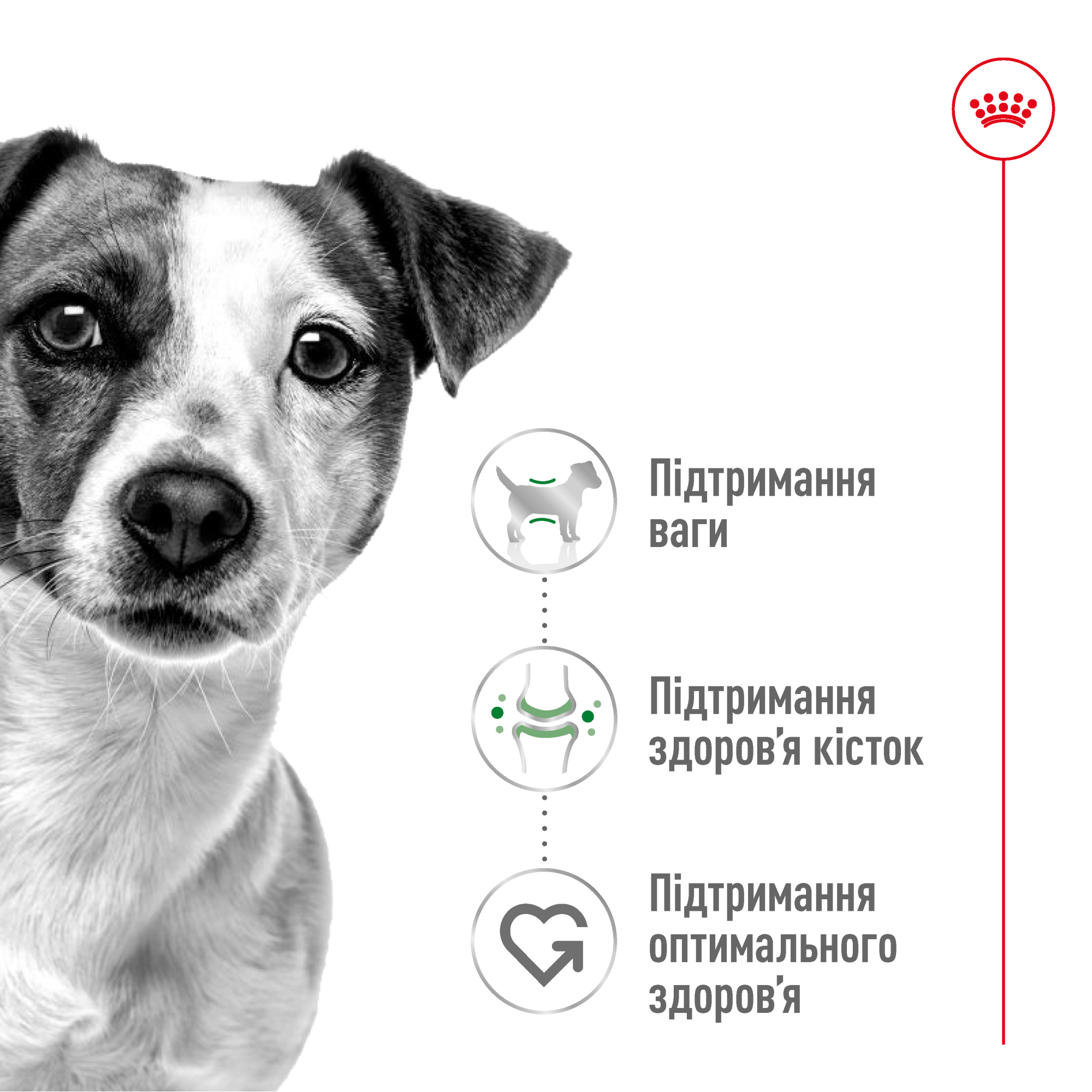 Royal Canin Mini Adult – сухий корм для дорослих собак малих порід, 4 кг