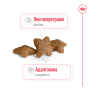 Royal Canin Mini Adult – сухий корм для дорослих собак малих порід, 4 кг