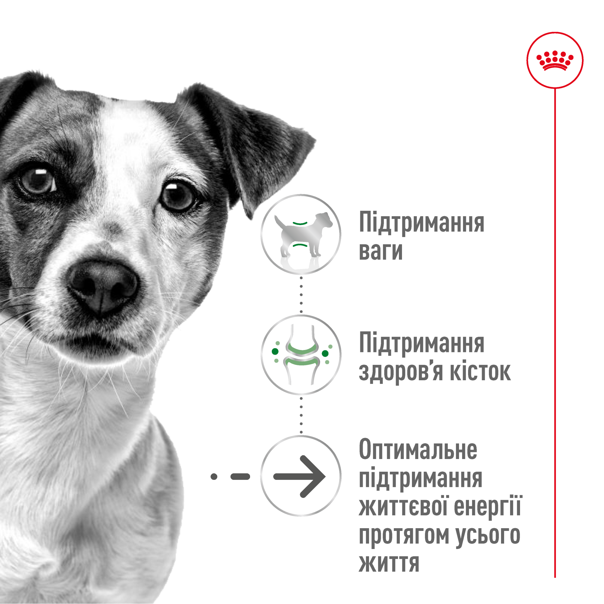 Royal Canin Mini Ageing 12+ – сухой корм для собак малых пород в возрасте от 12 лет, 800 г