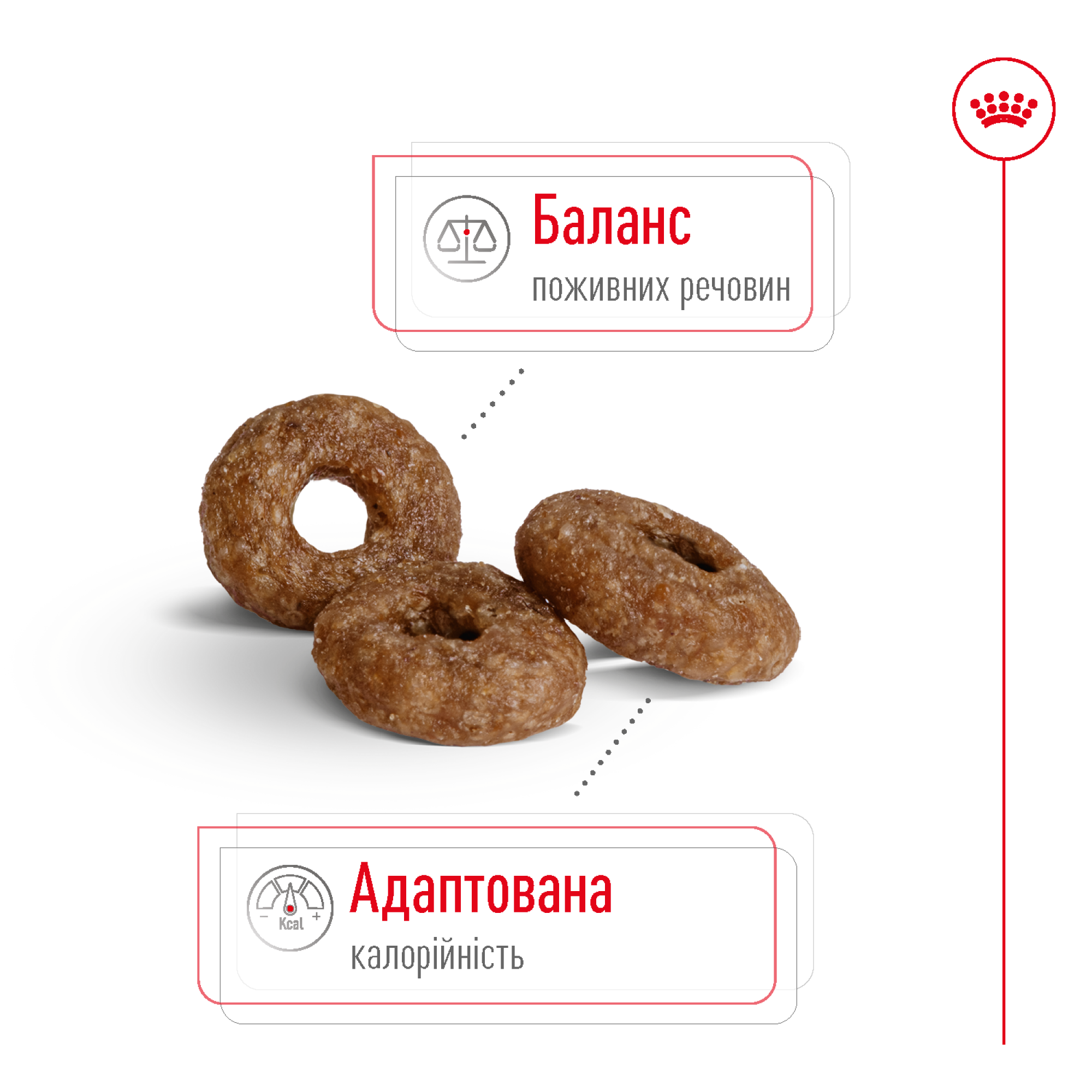 Royal Canin Mini Ageing 12+ – сухой корм для собак малых пород в возрасте от 12 лет, 800 г