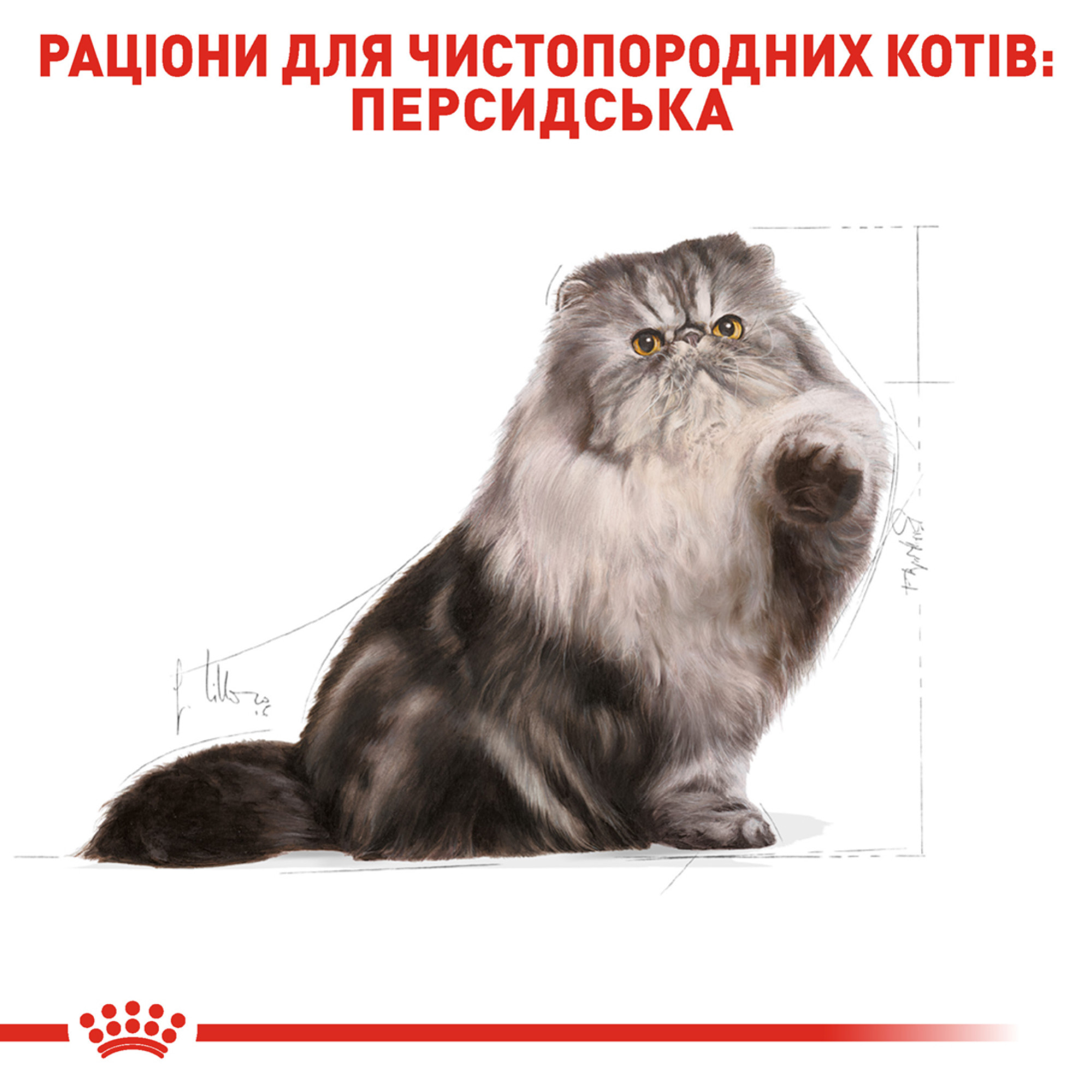 Royal Canin Persian Adult – сухий корм для дорослих котів породи персидська, 4 кг