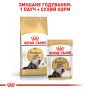 Royal Canin Persian Adult – сухий корм для дорослих котів породи персидська, 4 кг
