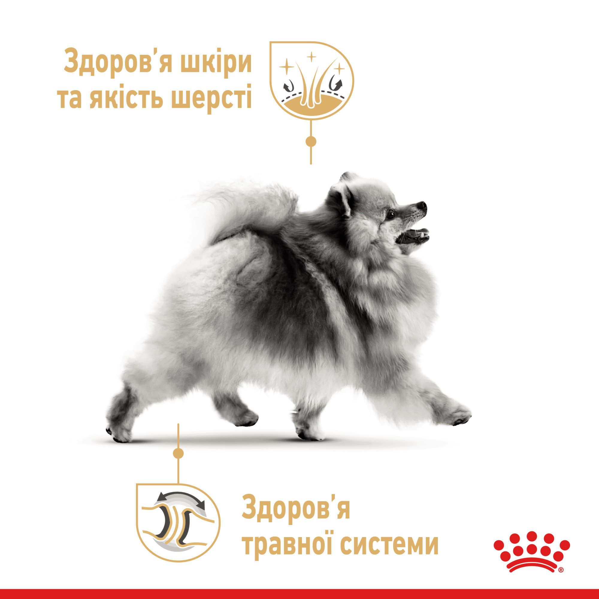 Royal Canin Pomeranian Adult – сухий корм для дорослих собак породи померанський шпіц, 1.5 кг