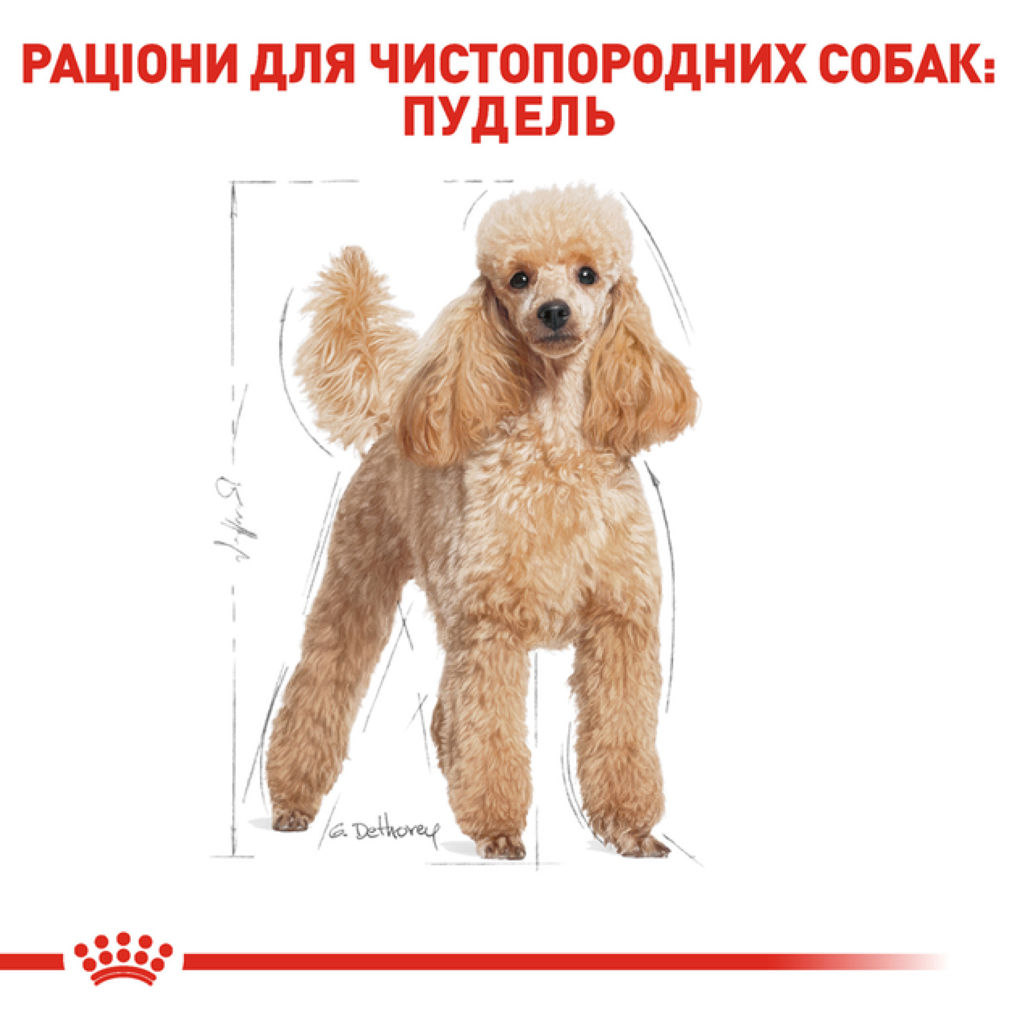 Royal Canin Poodle Adult: Сухий корм для дорослих пуделів, 500 г