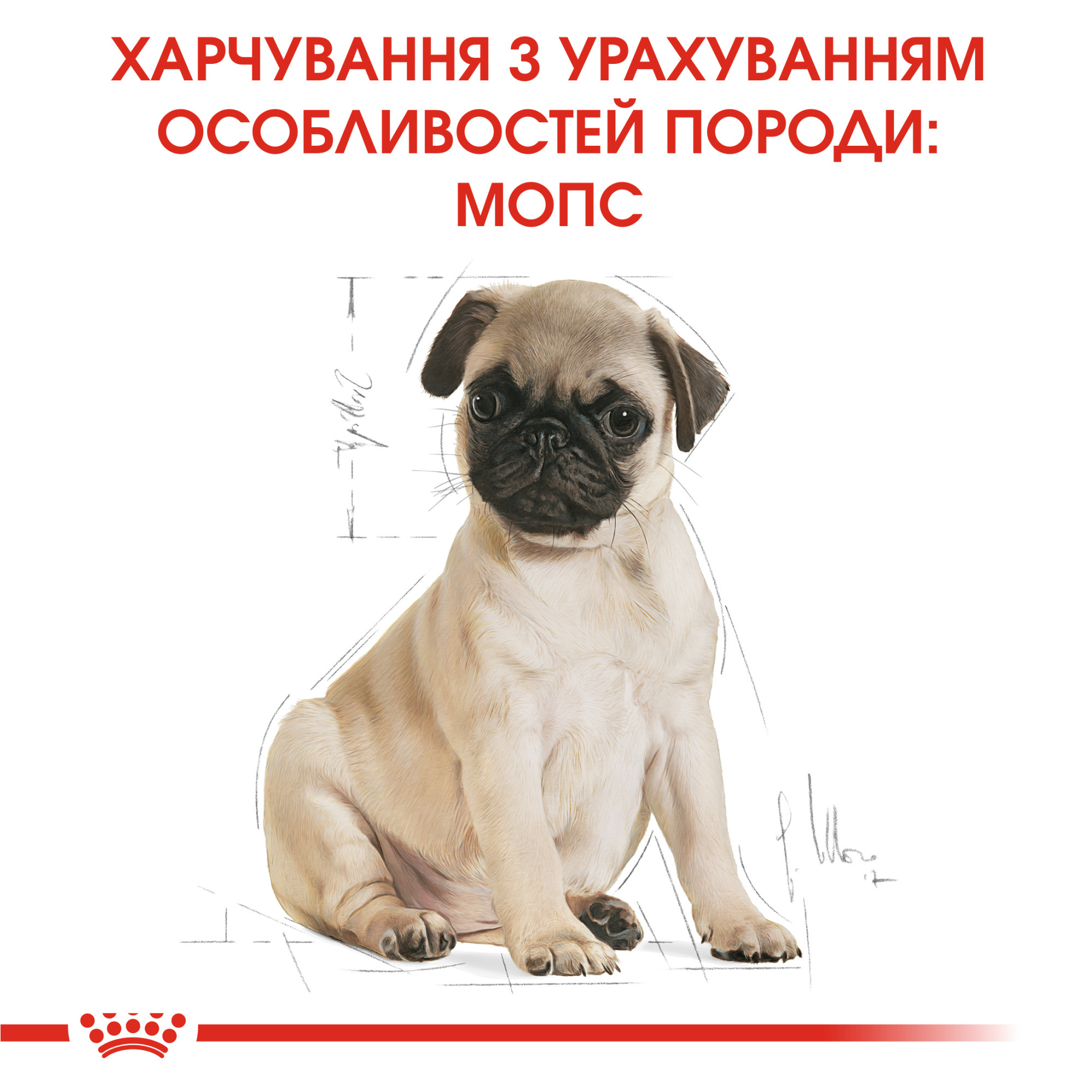 Royal Canin Pug Puppy – сухой корм для щенков породы мопс, 1.5 кг