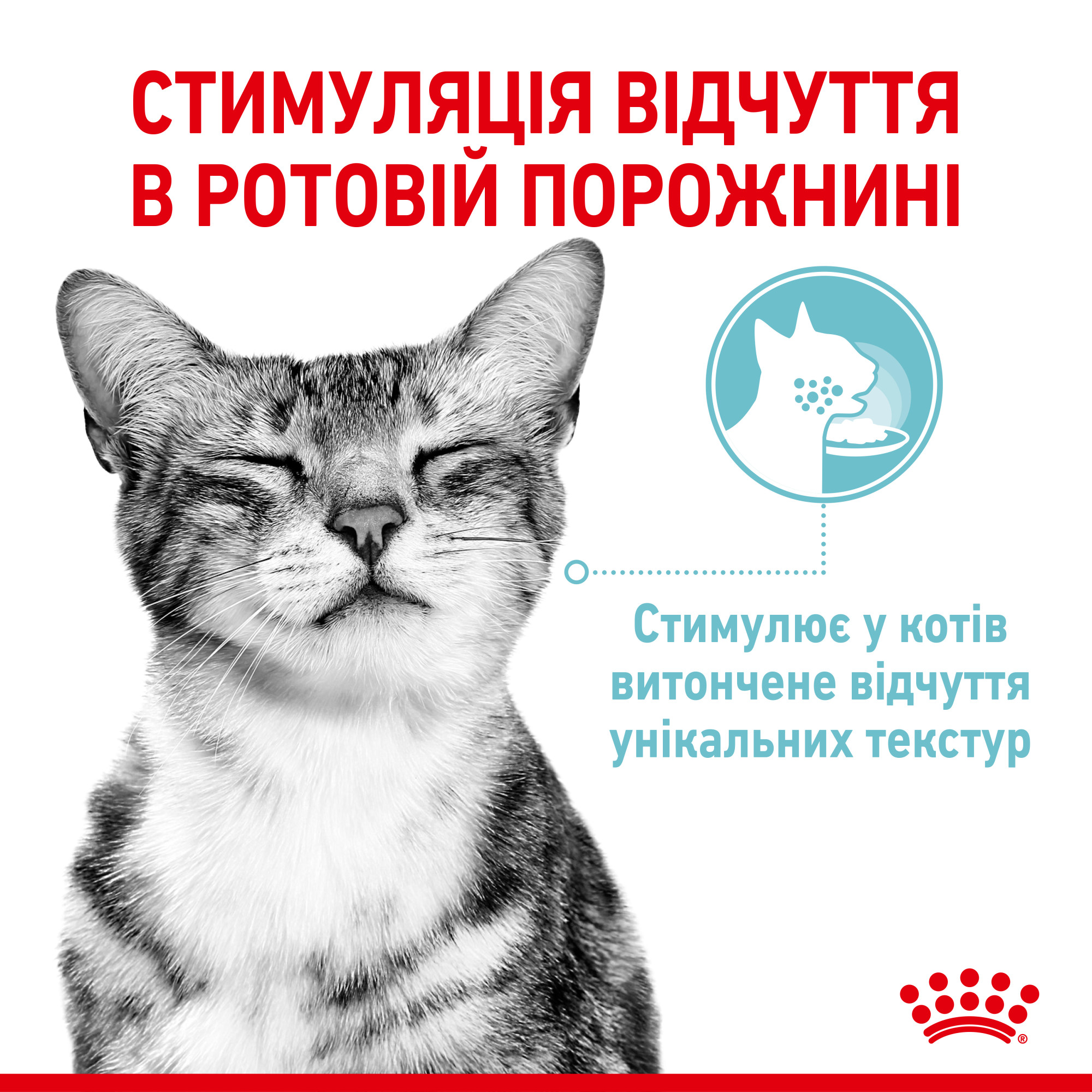 Royal Canin Sensory Feel в желе – вологий корм для дорослих котів, 85 г
