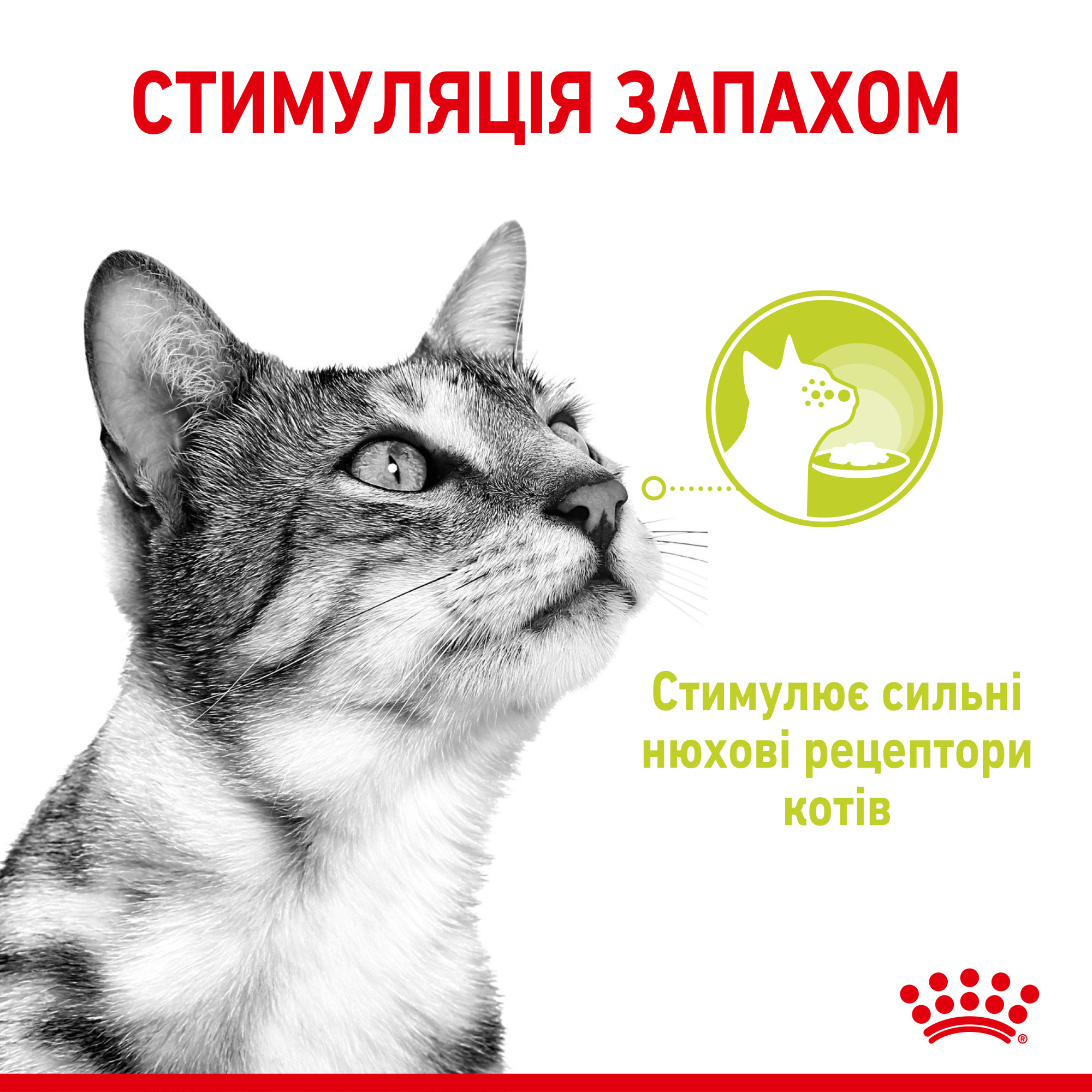 Royal Canin Sensory Smell в желе – вологий корм для дорослих котів, 85 г