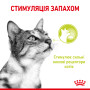 Royal Canin Sensory Smell в желе – вологий корм для дорослих котів, 85 г