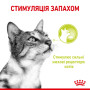 Royal Canin Sensory Smell в соусі – вологий корм для дорослих котів, 85 г