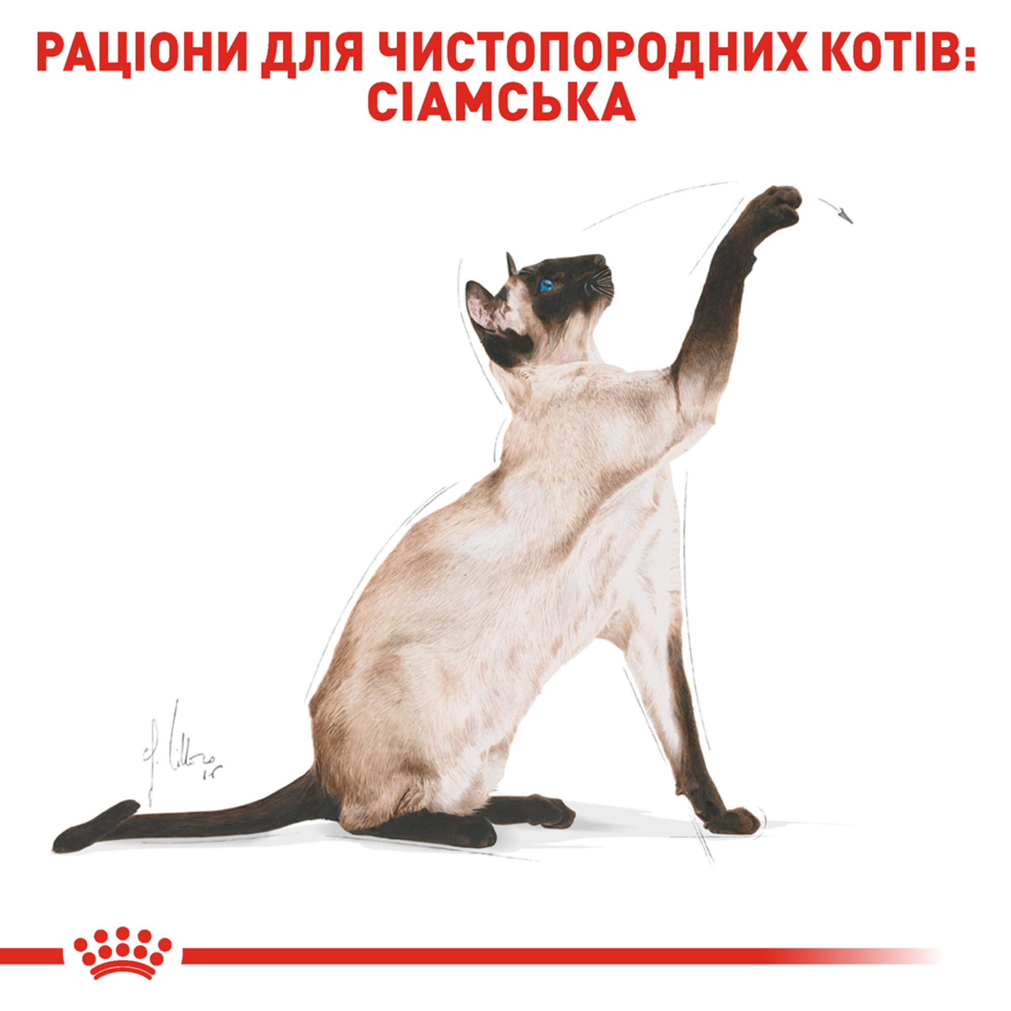 Royal Canin Siamese Adult – сухой корм для взрослых кошек породы сиамская, 400 г