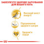 Royal Canin Sphynx Adult – сухий корм для дорослих котів породи сфінкс, 10 кг