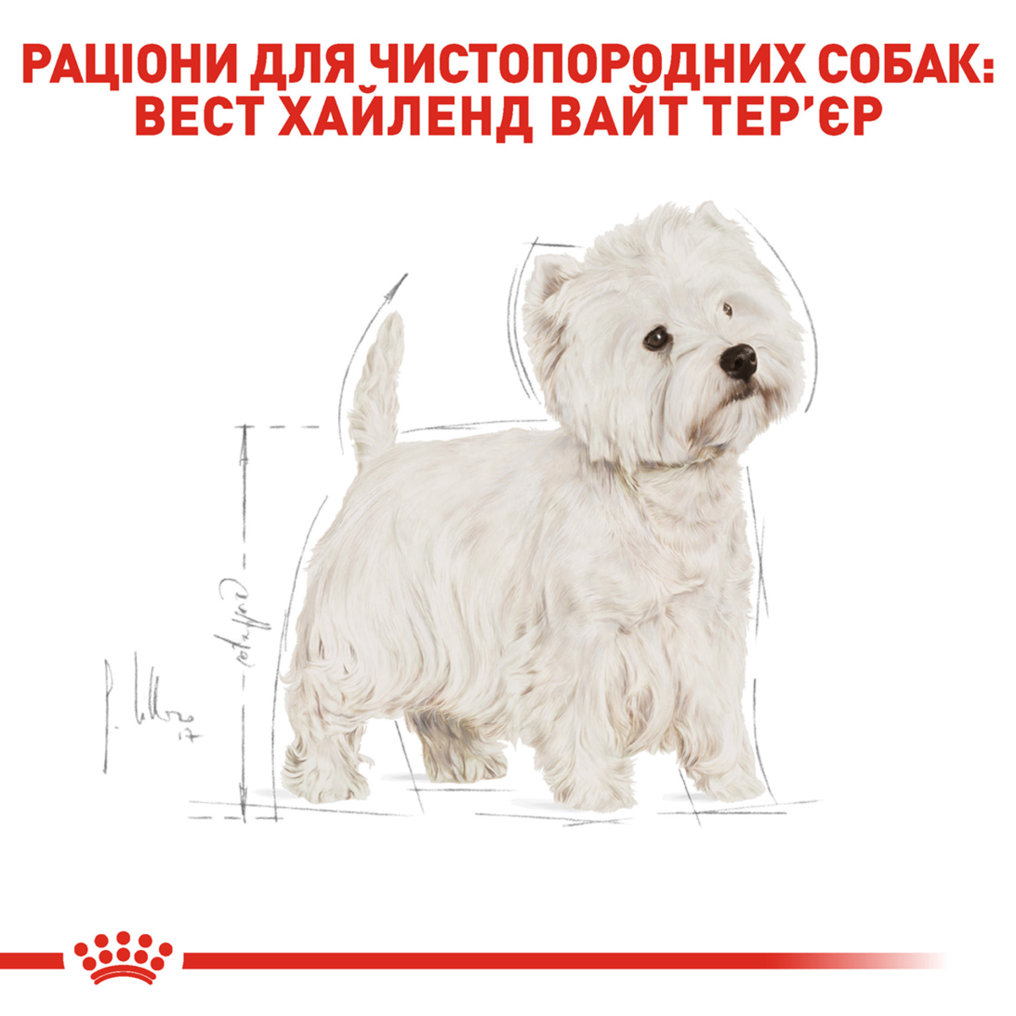 Royal Canin West Highland White Terrier Adult – сухой корм для взрослых собак породы вест-хайленд-уайт-терьер, 3 кг