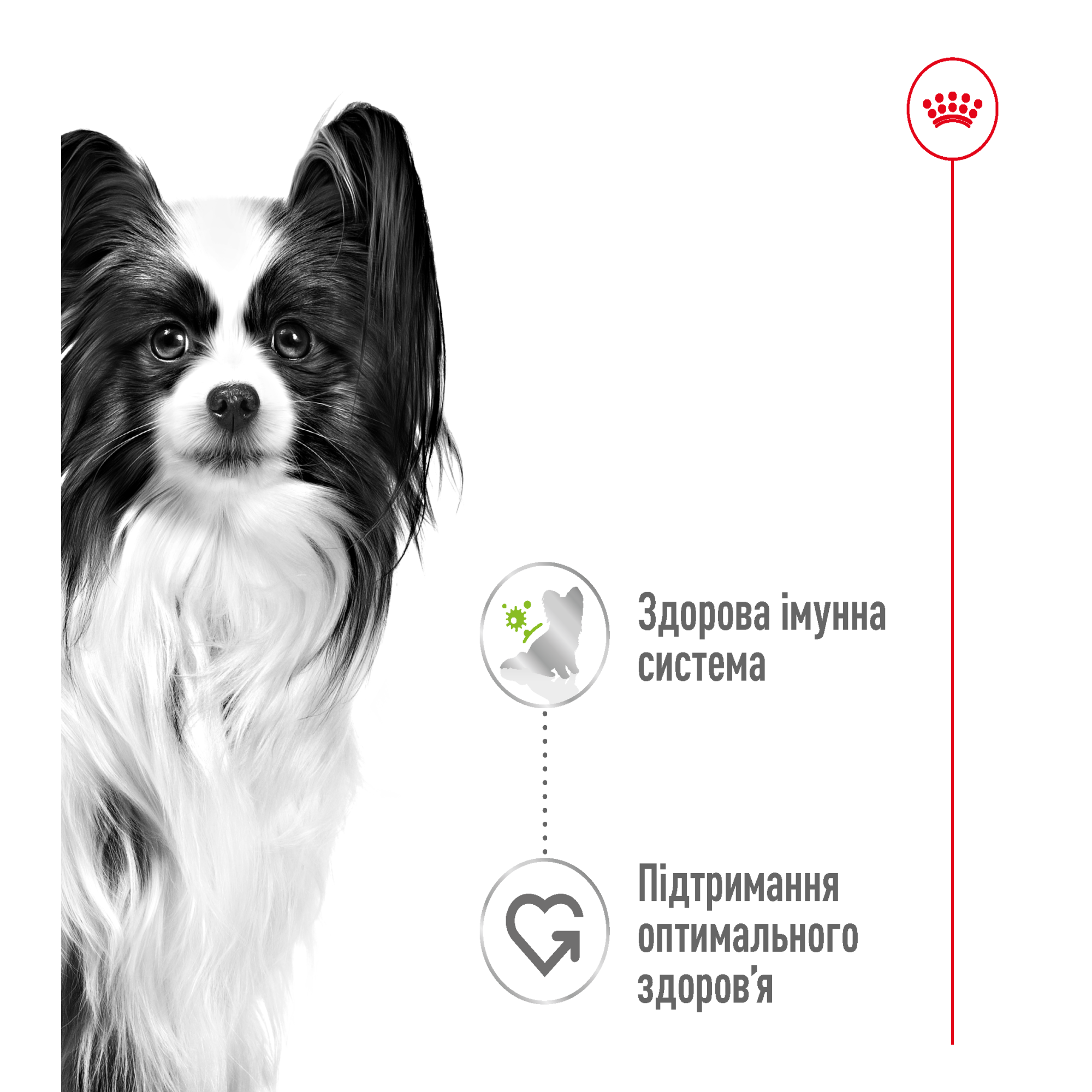 Royal Canin X-Small Adult Gravy – влажный корм в соусе для взрослых собак миниатюрных пород (до 4 кг) 85 г