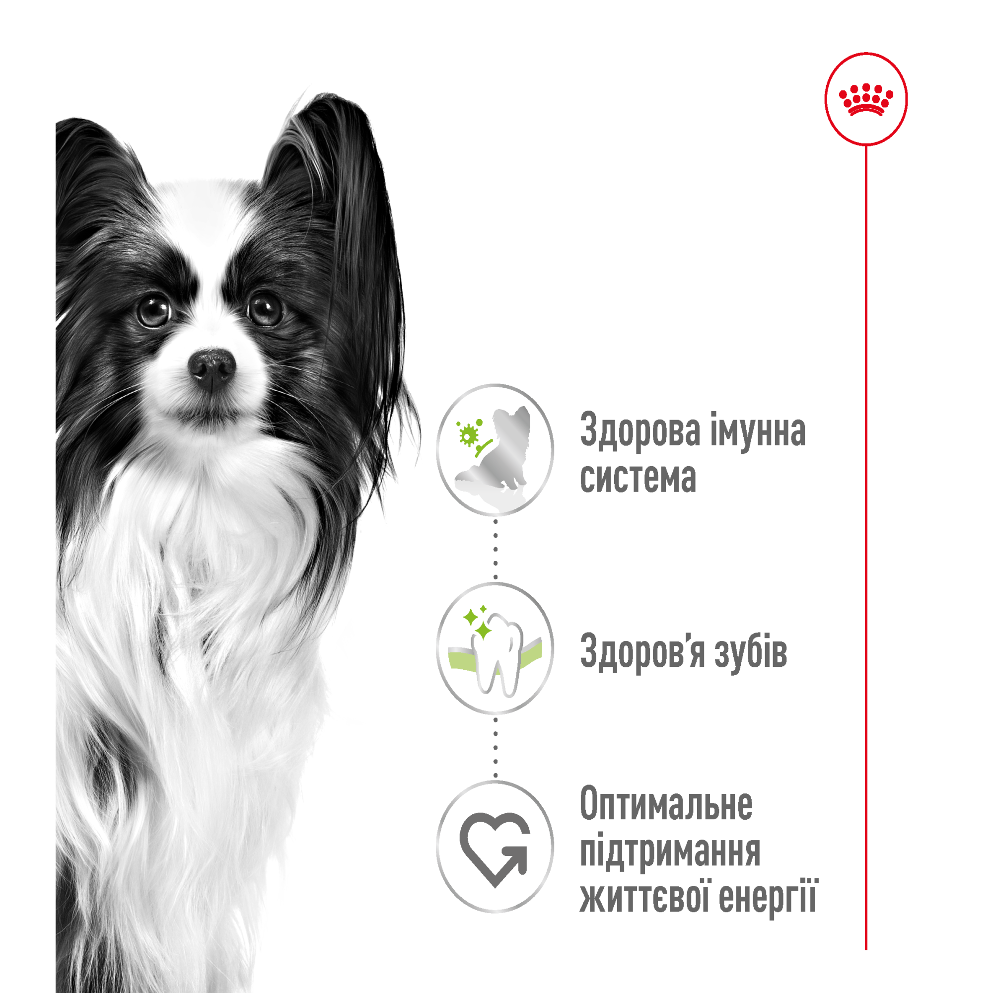 Royal Canin X-Small Adult – сухий корм для дорослих собак мініатюрних порід, 3 кг