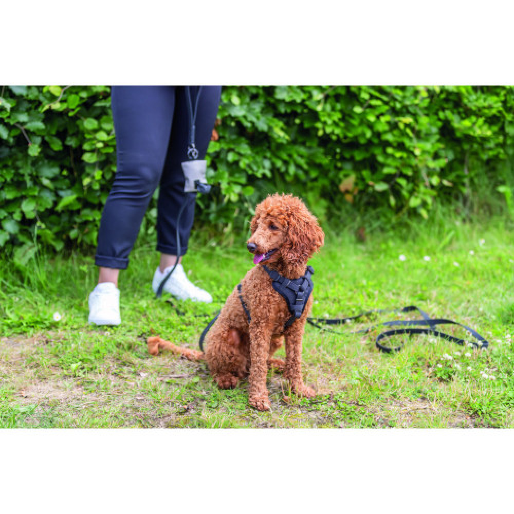 Шлея Trixie CityStyle H-harness для собак хлопок XS–S 30–44 см 10 мм черная
